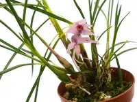 Dendrobium violaceum var. cyperifolium