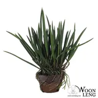Brassavola nodosa Lady of the Night