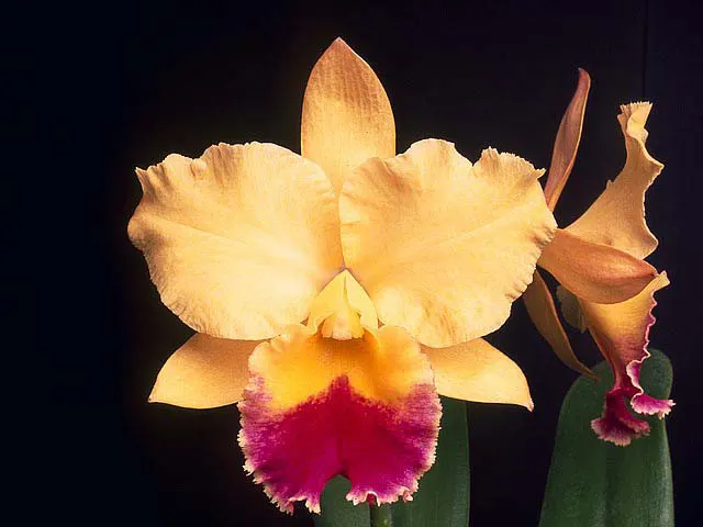 Rhyncattleanthe Niña De Primavera FCC/AOS 'Crownfox Sunrise' (Rhyncattleanthe)