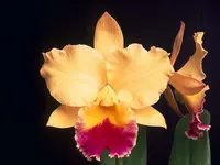 Rhyncattleanthe Niña de Primavera 'Crownfox Sunrise' FCC/AOS
