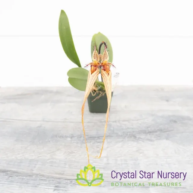 Bulbophyllum Elizabeth Ann X Putidum
