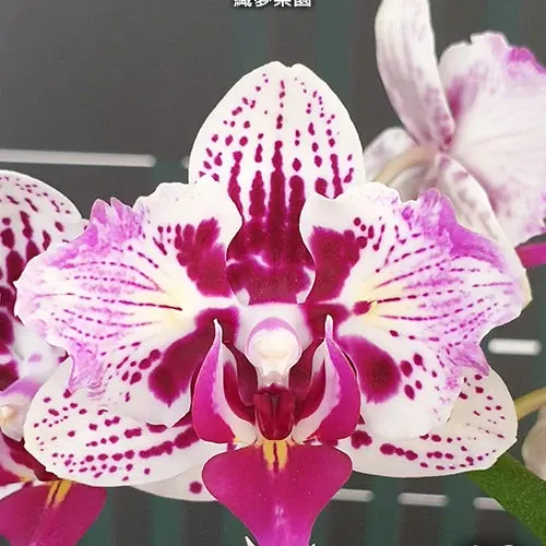 Phalaenopsis Dream Paradise (Phalaenopsis)