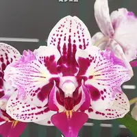 [Bare-root][Import AS-IS] #PA# Phal. Dream Paradise 織夢樂園 [2.5" BS][Sept Preorder 26]