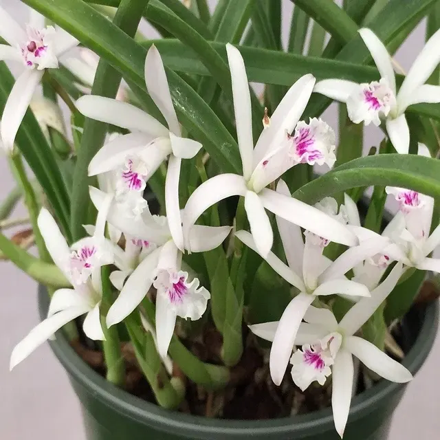 Laelia lundii fma