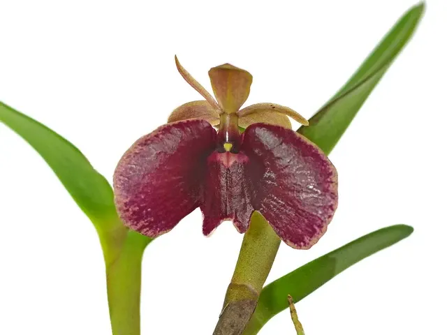 Epidendrum kockii (Epidendrum)