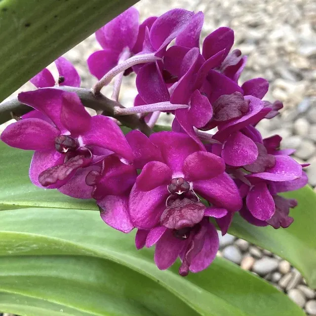Rhynchostylis gigantea 'Rattana'