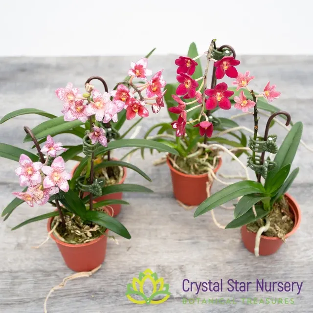 Sarcochilus x 'Dot' (Sarcochilus)