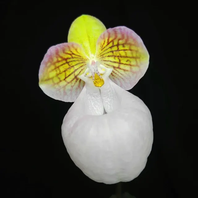 Paphiopedilum micranthum var. eburneum (Paphiopedilum)