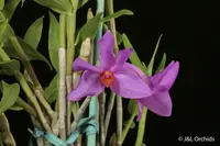Dendrobium glomeratum, BS (Some in flower)