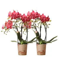 COMDI DEAL – 2 Rode Congo orchideeën