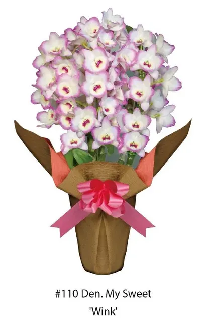 Dendrobium My Sweet Wink