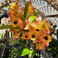 Dendrobium Oriental Smile 'Butterfly' Large blooming size Nobile Dendrobium