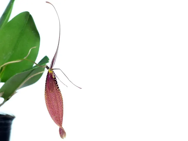 Restrepia guttulata (Restrepia)