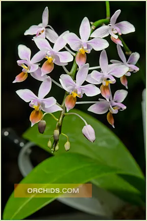Phalaenopsis equestris var ilocos 'Note: Premium With 1-2 Spikes' (Phalaenopsis)