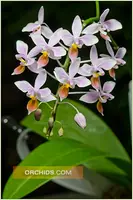 Phal. equestris var. ilocos 'Note: Premium with 1-2 spikes '