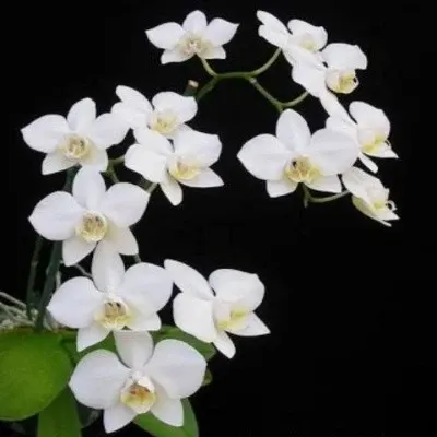 Phalaenopsis aphrodite 'Sateen Sheets' (Phalaenopsis)
