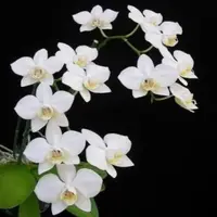 Phal. aphrodite 'Sateen Sheets' - HCC - AOS
