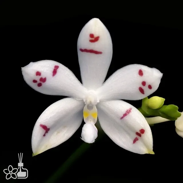Phalaenopsis tetraspis 'tetraspis'