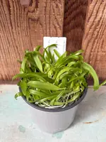 COMPOT — C. forbesii
