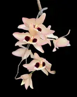 Dendrobium pulchellum