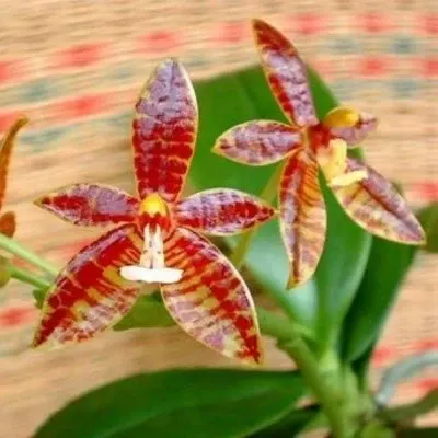 Phalaenopsis cornu cervi sp (Phalaenopsis)