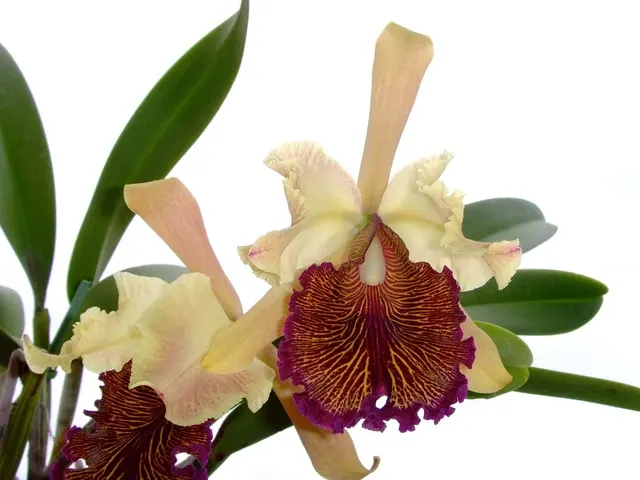 Cattleya dowiana aurea (Cattleya)