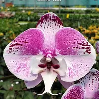 [Bare-root][Import AS-IS] #PA# Phal. Charming Angelina '1201' 安潔莉娜 '1201' [2.5" BS][Sept Preorder 26]