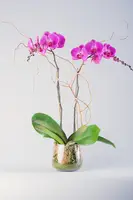 Magenta Phalaenopsis Orchid