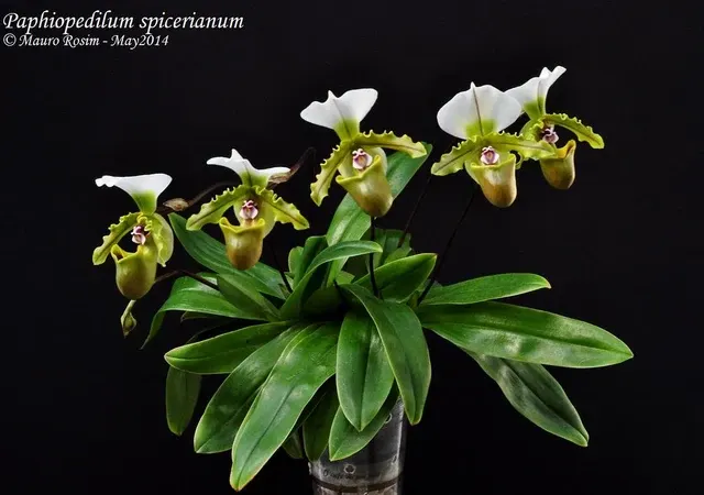 Paphiopedilum spicerianum 'Leaf Small'
