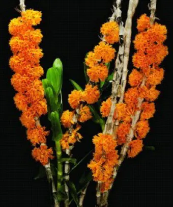 Dendrobium bullenianum (Dendrobium)