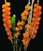 Den. bullenianum x sib (DS138) ( - - bullenianum )