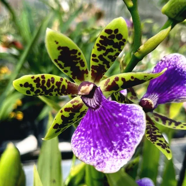 Zygopetalum maculatum 'Trozy Blue'