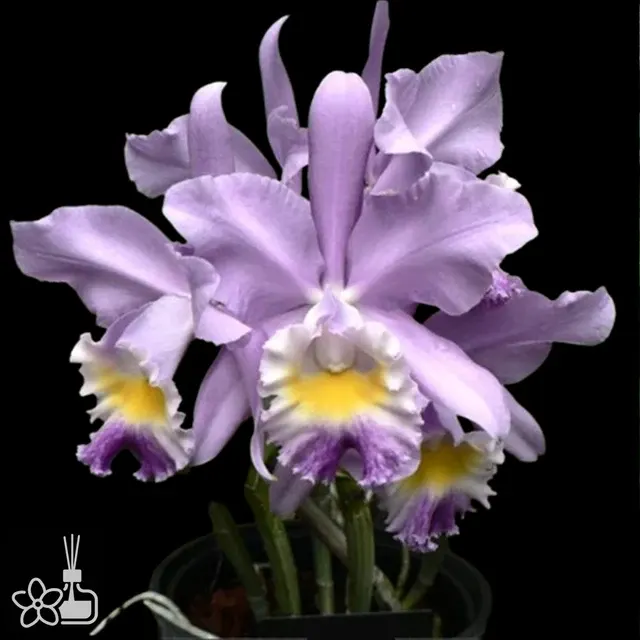 Cattleya Valentine 'Billy's Blue'