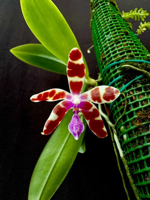 Phalaenopsis mariae (Phalaenopsis)