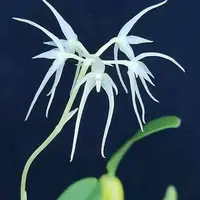 Bulbophyllum kwangtungense 2.5"