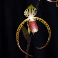 Paph. Memoria Joe Lavy(stonei X gigantifolium)-MS