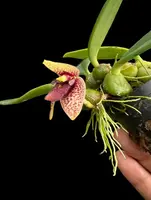 Bulbophyllum disciflorum – Trias disciflora (Small Size)