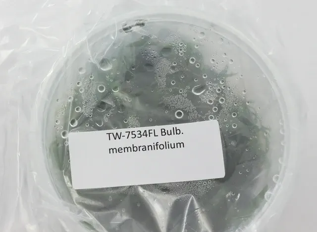 Bulbophyllum membranifolium