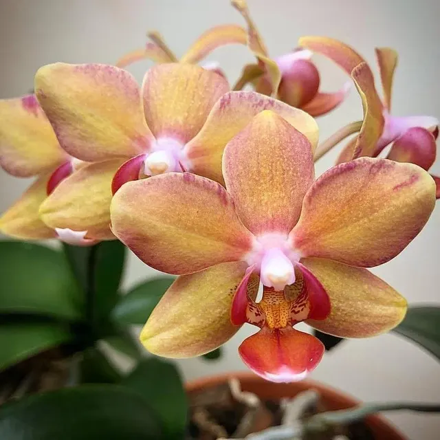 Phalaenopsis Ming Hsing Yellow Boy