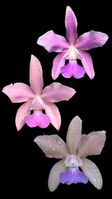 Cattleya Sororia 'coerulea' (Cattleya)