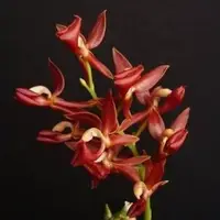 Mormodes Jumbo Bacia