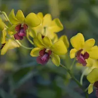 Dendrobium Kaoyai Izumi Orchid, 4" Pot