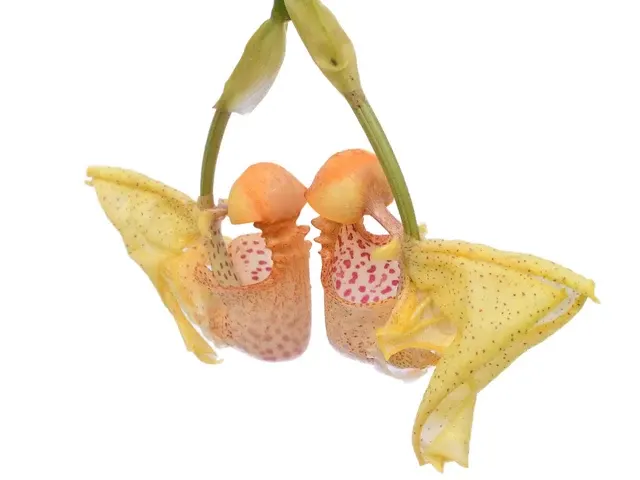 Coryanthes MacRosea (Coryanthes)