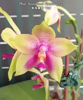 Phal. Meidarland Kaiulani '731'