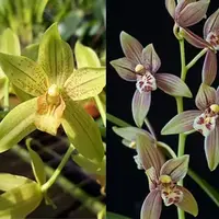 Grcym. Lovely Melody Hobbit x Cym. Endifolium Exquisite