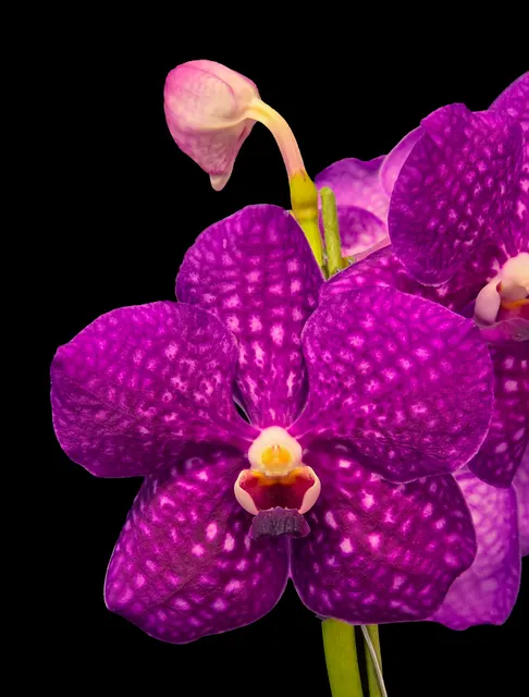 Vanda Sarat Pink 'Morganite' (Vanda)