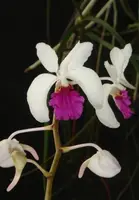 Holcoglossum kimballianum