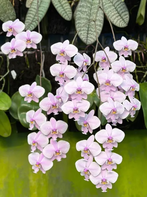 Phalaenopsis schilleriana 'YL275' (Phalaenopsis)
