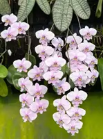 Phalaenopsis schilleriana ‘YL275’