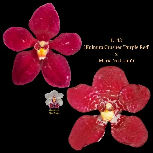 Sarcochilus Orchid Seedling L143 'Purple Red' (Sarcochilus)